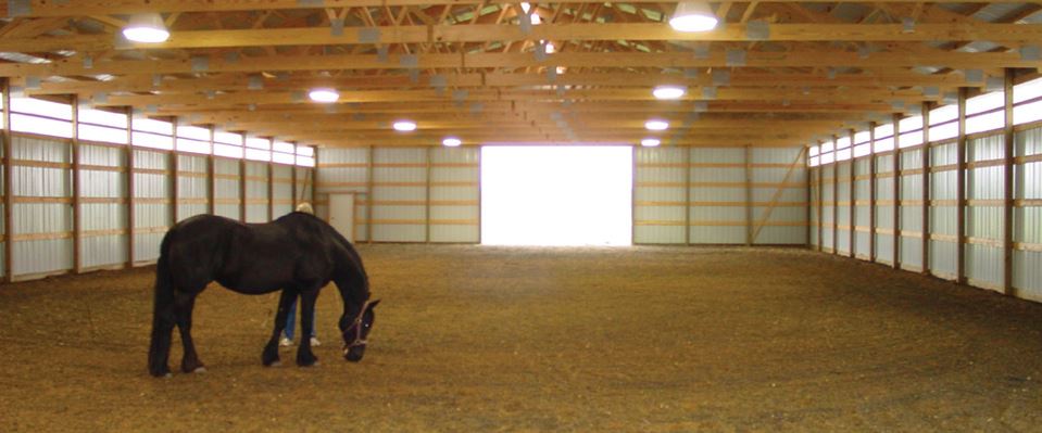 Horse_In_Arena.jpeg